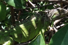 Leguane auf St. Maarten