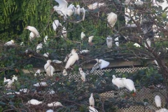 weiße Reiher in Castries